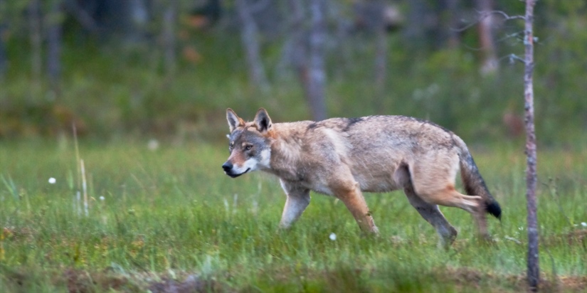 Ulvebestanden i Skandinavia går fortsatt ned